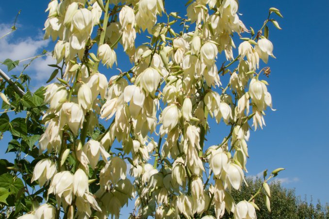 yucca-pianta