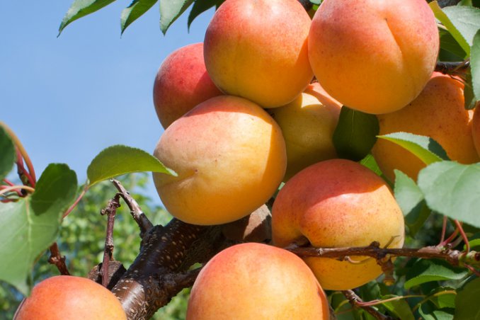 albicocco-pianta-giardino