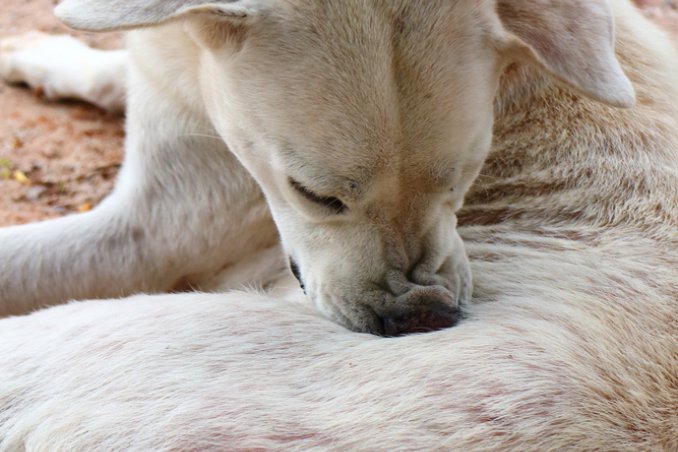 cane allergia cibo pulci suggerimenti prurito