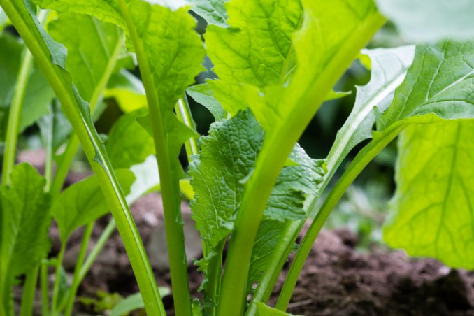 cime di rapa-pianta-coltivazione