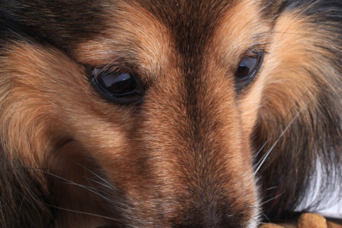 animale cane gatto allergia cibo intolleranza alimentazione dieta sottrattiva