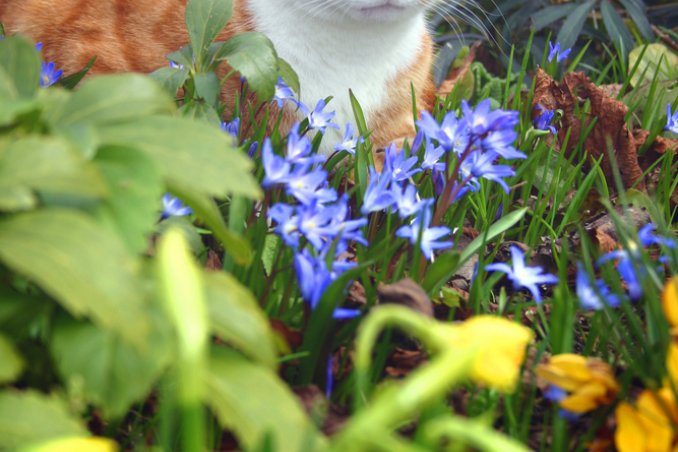 cane gatto piante pericolose problemi patologie