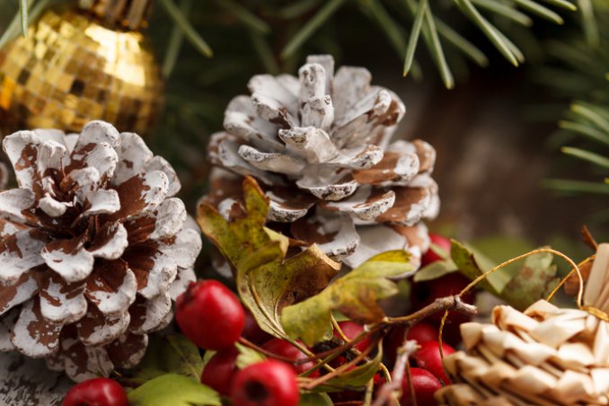 piante natalizie simbolo del natale