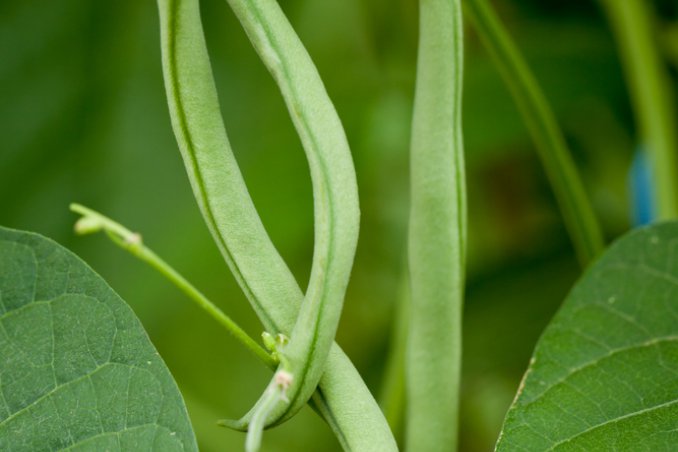 fagiolini proprietà benefici ortaggi verdure