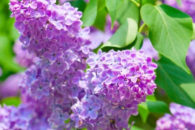 arbusto-pianta-lillà