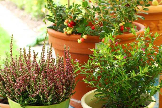 autunno-orto-balcone
