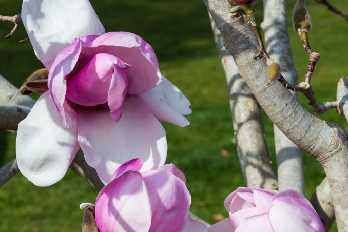magnolia fiori capelli femminilità