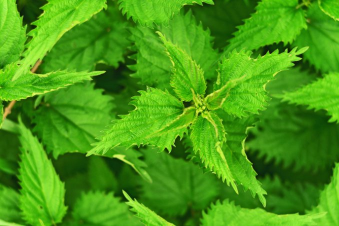 ortica pianta salute capelli