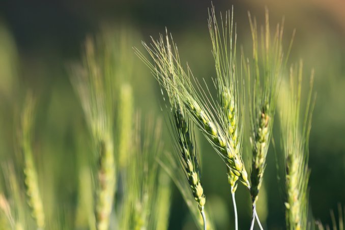 orzo frumento salute