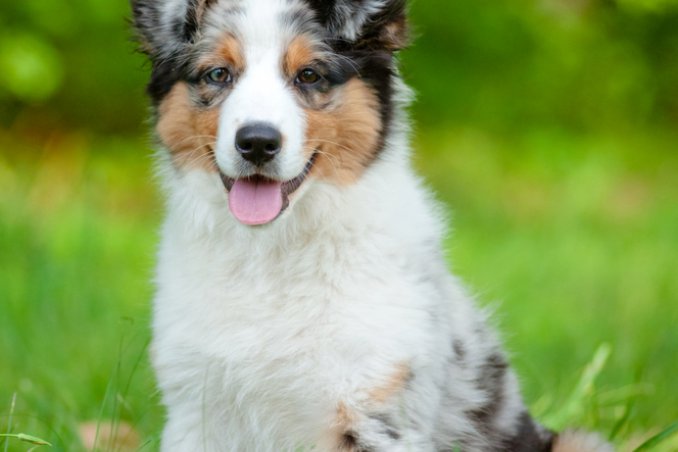 pastore australiano cane descrizione