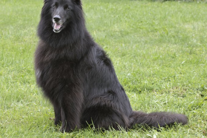 Pastore belga Tervueren cane descizione