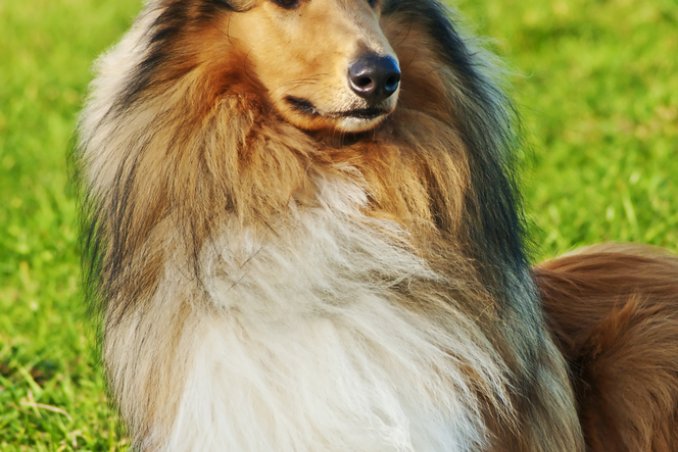 Pastore Shetland cane descrizione