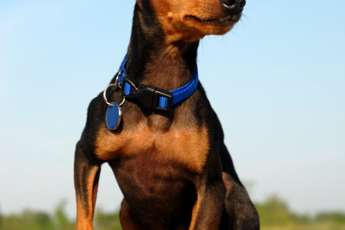 pinscher nano