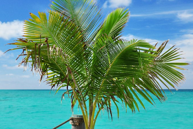 palma-cocco-casa