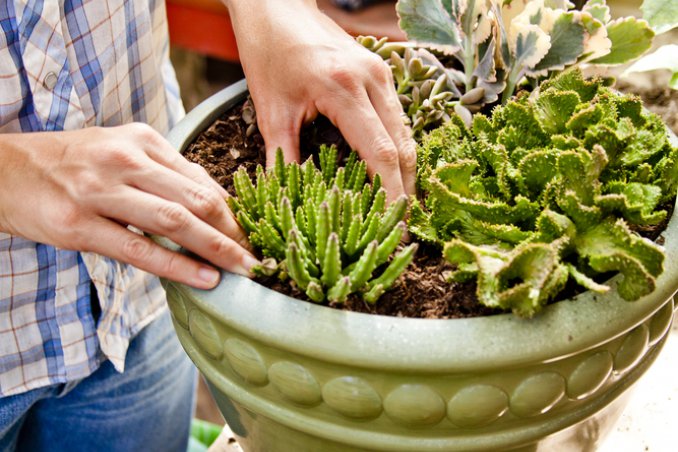 piante-piante grasse