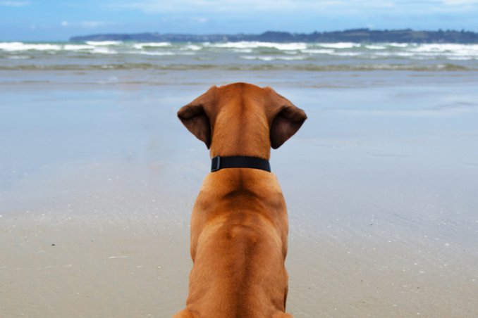 animali cane estate caldo