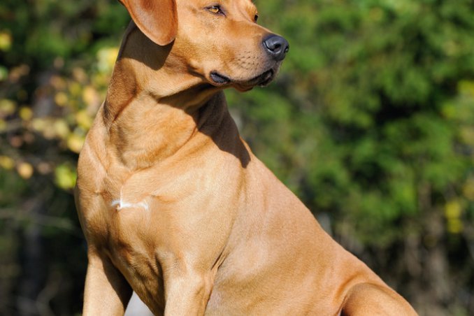 Ridgeback rhodesiano