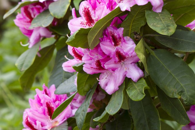 rododendro-fiori-piante