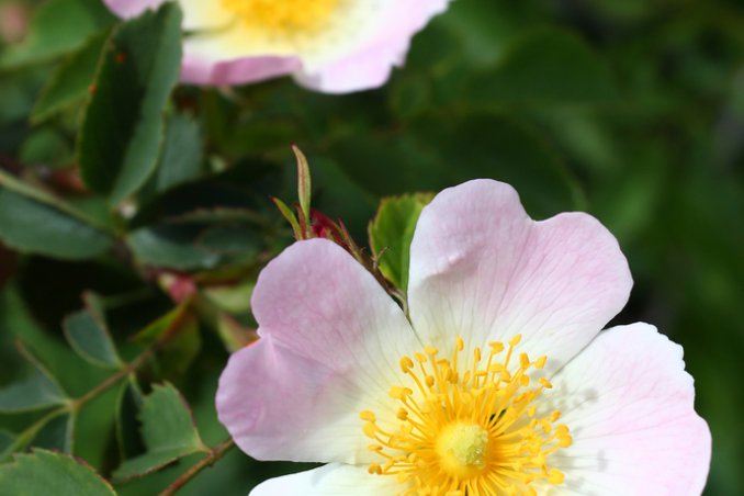 rosa canina selvatica tisane virtù