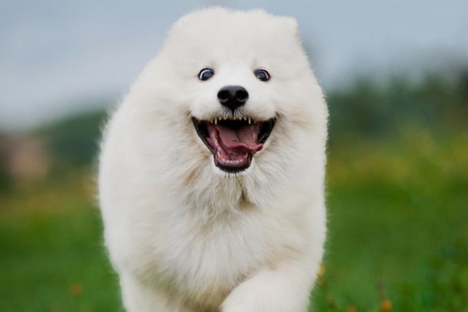 Samoiedo - Cani da lavoro