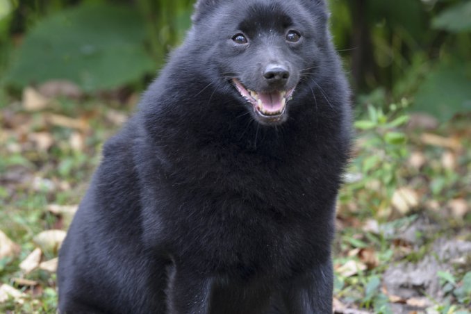 Schipperke