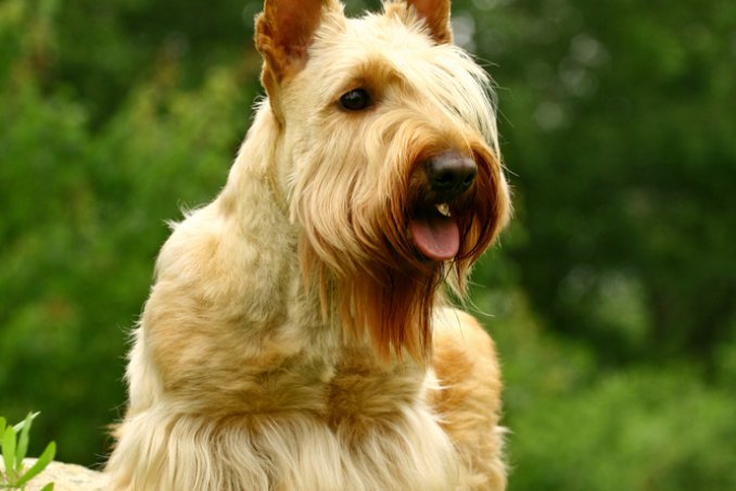 Scottish Terrier