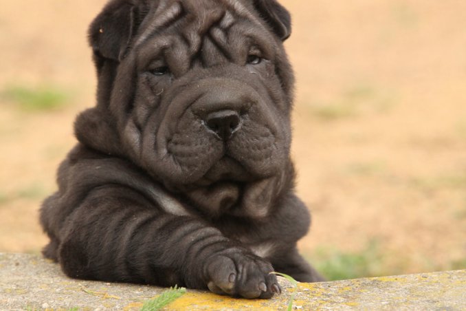Shar Pei