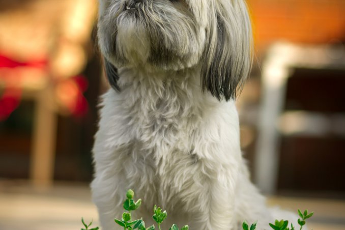 Shih Tzu