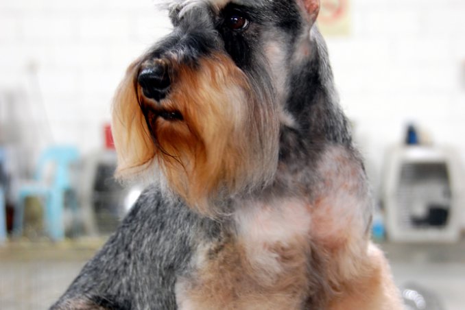 Schnauzer gigante