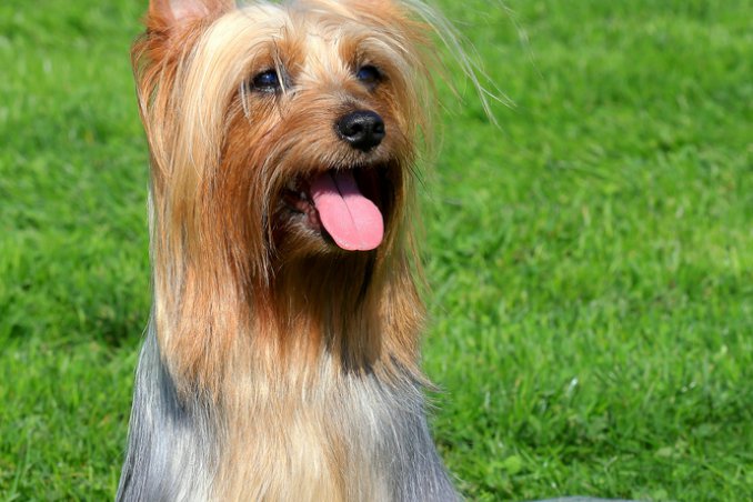 Silky Terrier australiano - Cani da grembo