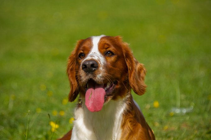 Springer Spaniel inglese
