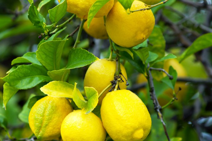limone aiuto in casa pulire igienizzare profumare sgrassare detergere