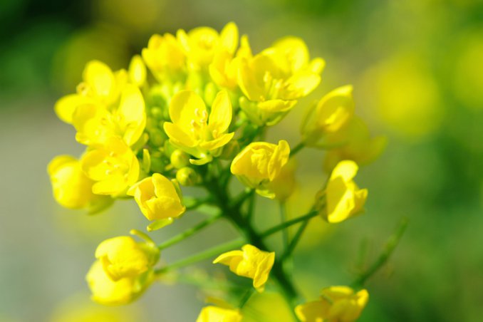 senape caratteristiche utilizzo moustarde origine