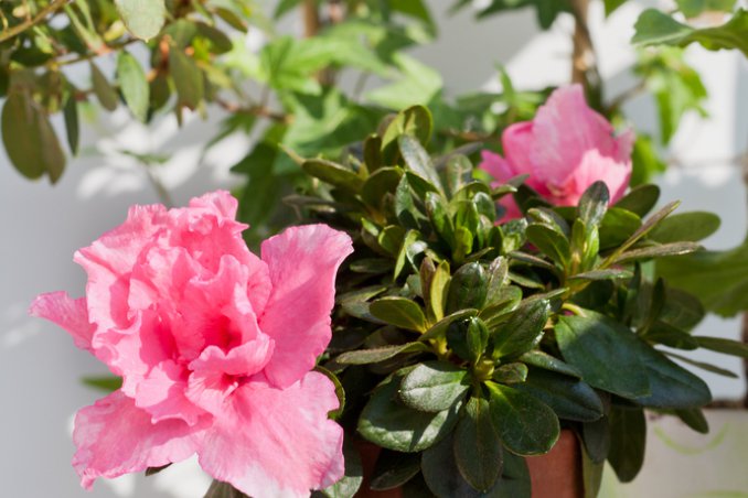 azalea-arbusto-pianta