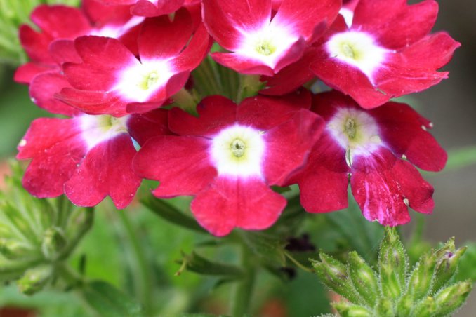 verbena-pianta- autunno e inverno