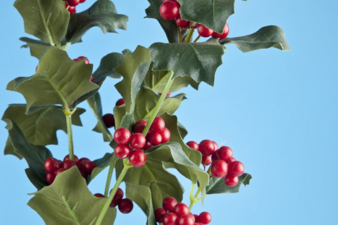 vischio pianta sacra