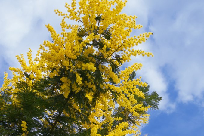 mimosa-pianta-giardino