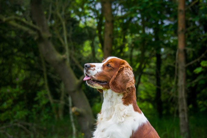 Welsh Springer Spaniel