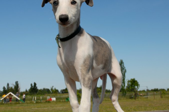 Whippet