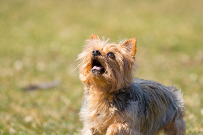 Yorkshire Terrier