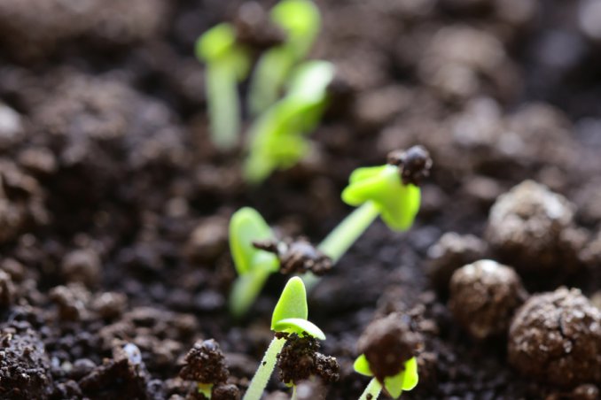 germoglio pianta semi