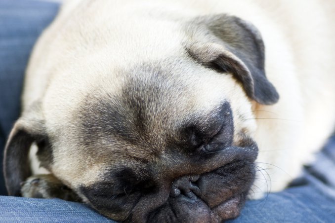 Fido, sonno, incubo, serenità, cane, abitudini