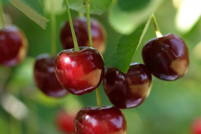 frutta-ciliegie-estate
