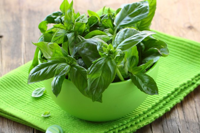 basilico-mediterraneo-pianta