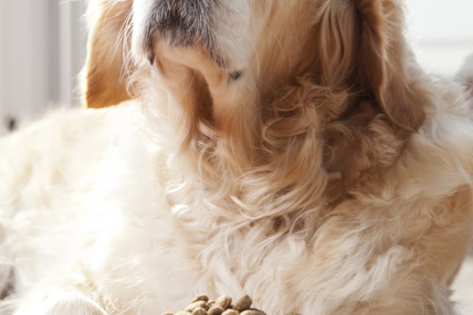 fido, spese, mantenimento, alimentazione