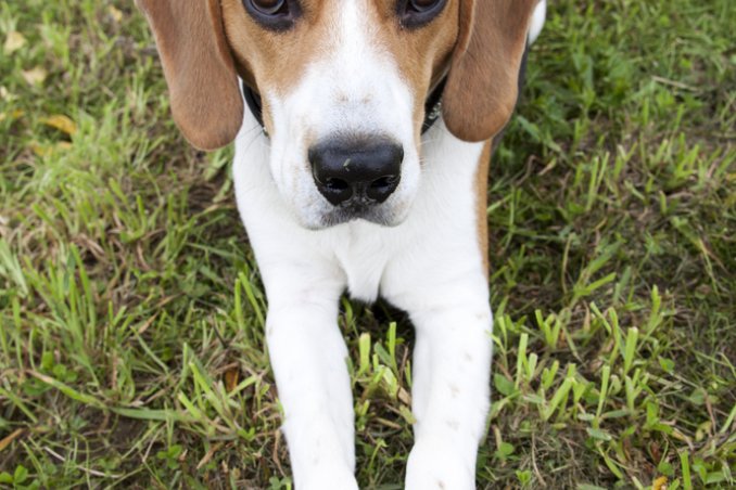 Fido, cane, segnali, linguaggio