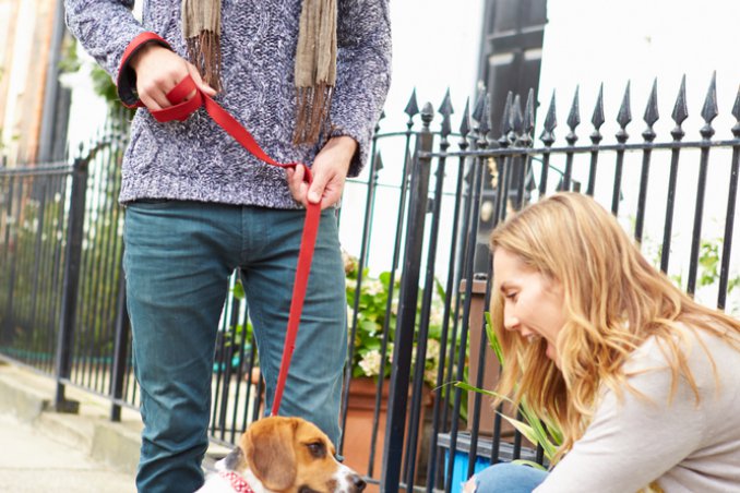 cane, registrazione, anagrafe