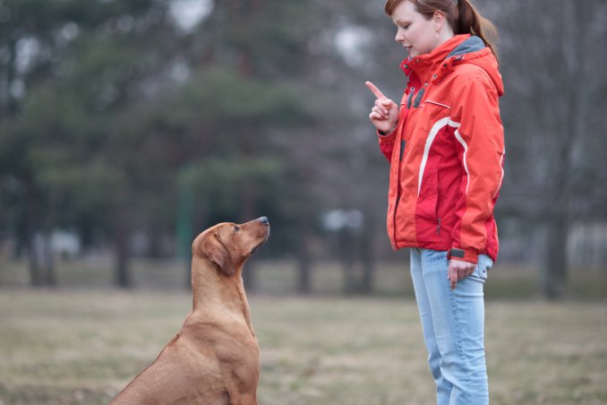fido, cane, ascolto, ubbidienza, comunicazione