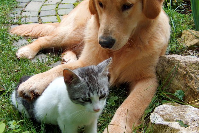 vero, falso, cani, gatti