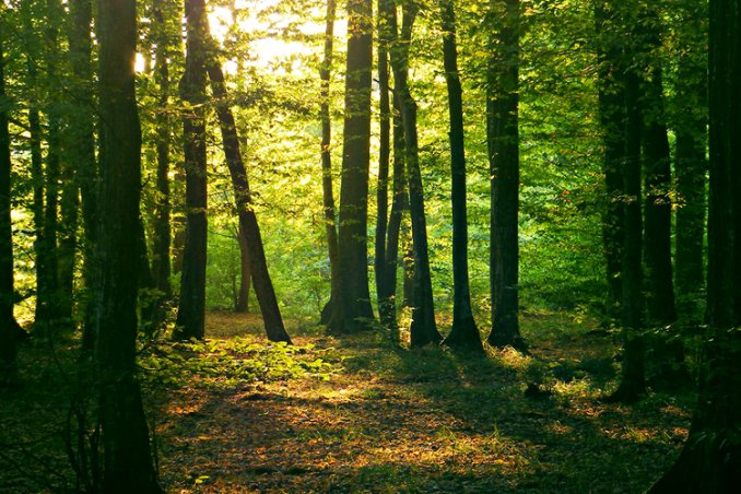 Boschi e foreste nei sogni